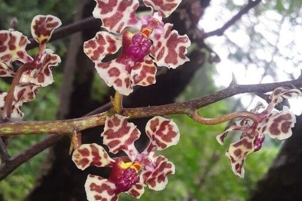Trichocentrum carthagenense