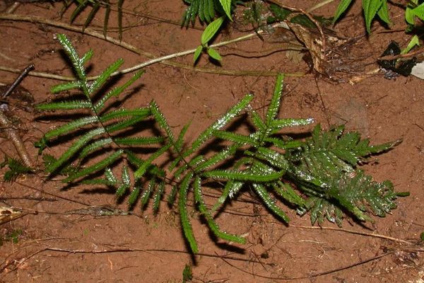 Tansy bristle fern
