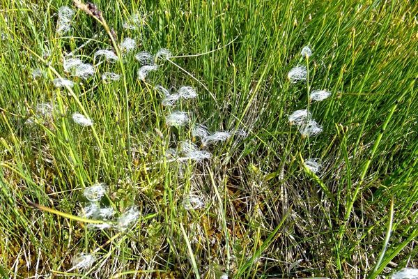 Alpine bulrush