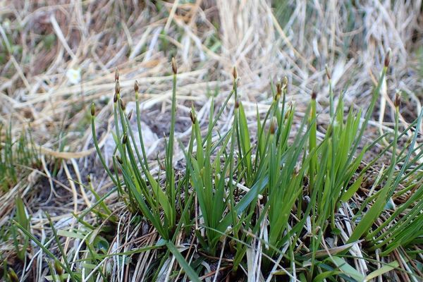 Tufted bulrush