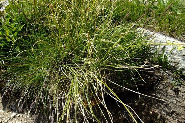 Rolland's bulrush