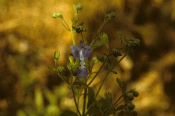 Bastard pennyroyal