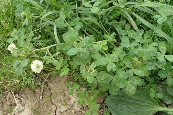 Egyptian clover