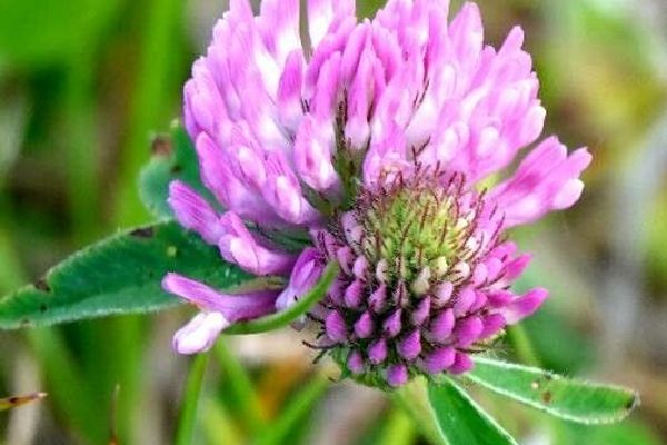 Owl-head clover