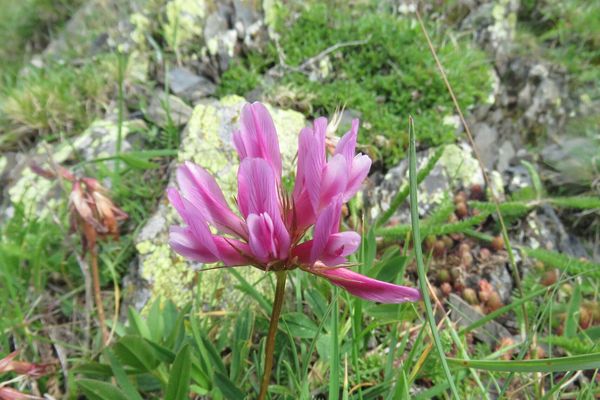 Alpine clover