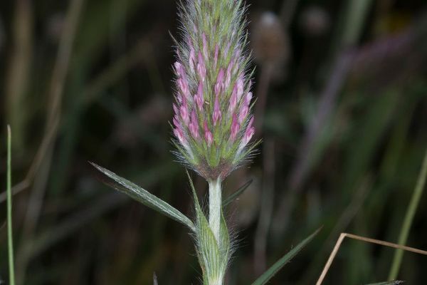 Narrow clover
