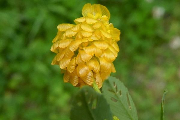 Large hop clover
