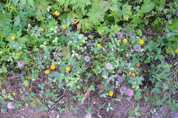 Brown clover