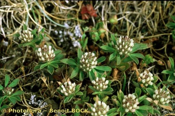 Boccone's clover