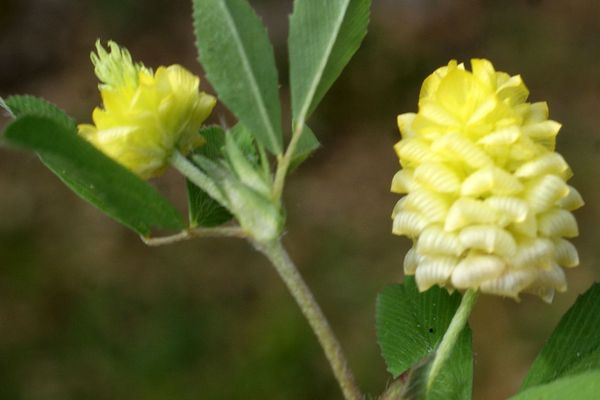 Large hop clover