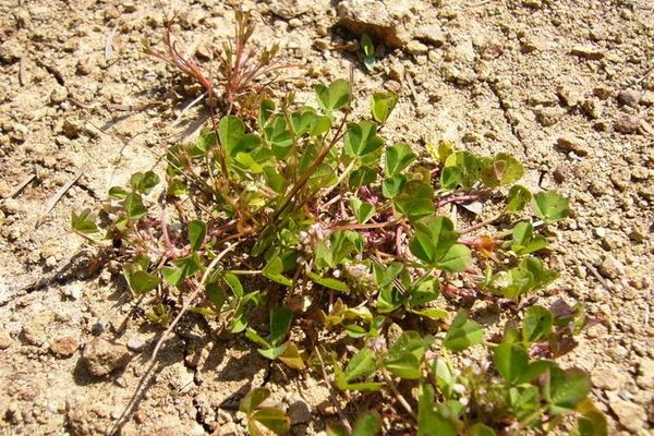 Drooping clover