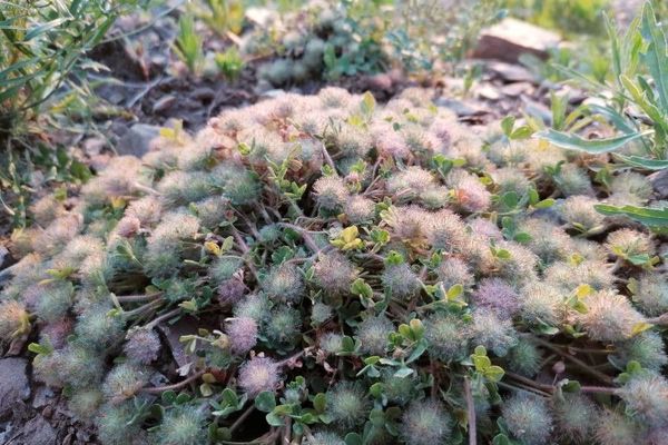 Southern clover