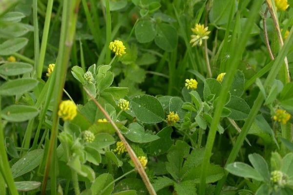 Suckling clover