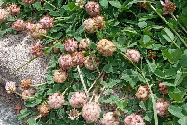 Strawberry clover