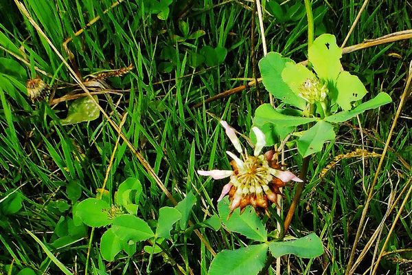 Alsike clover