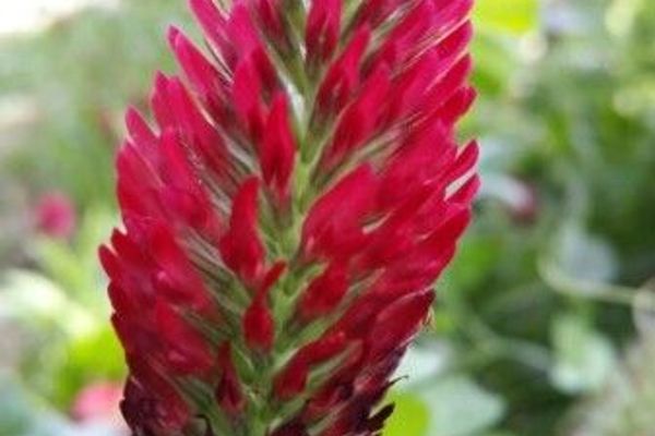 Crimson clover