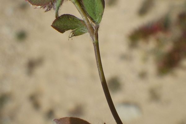 Bur clover
