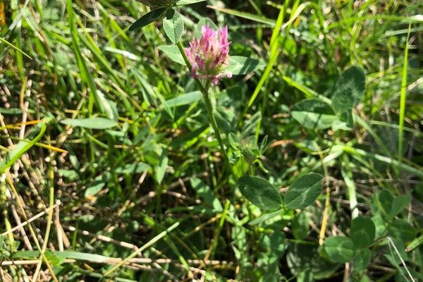 Mammoth clover