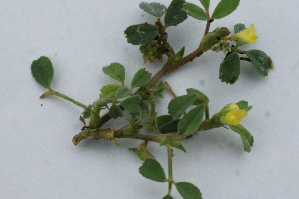 Slender suckling clover