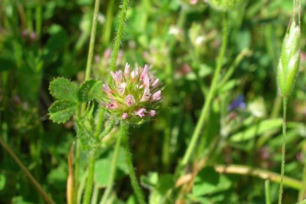 Maiden clover
