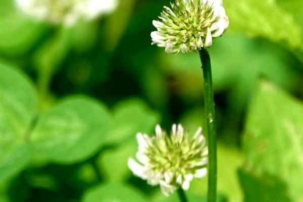 Mountain clover