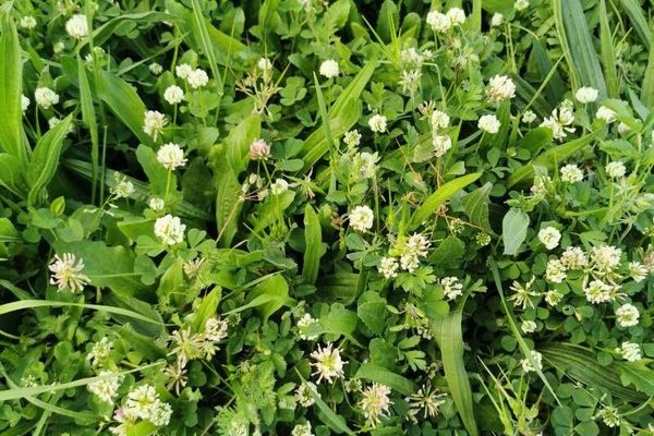 Ball clover