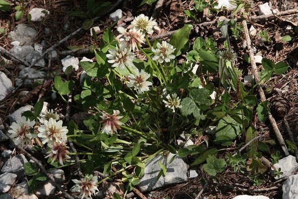 Pale clover