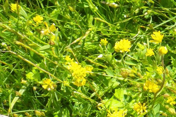 Trifolium patens