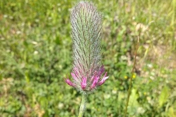 Purple clover