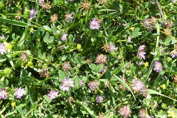 Persian clover