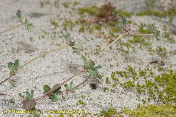 Trifolium saxatile