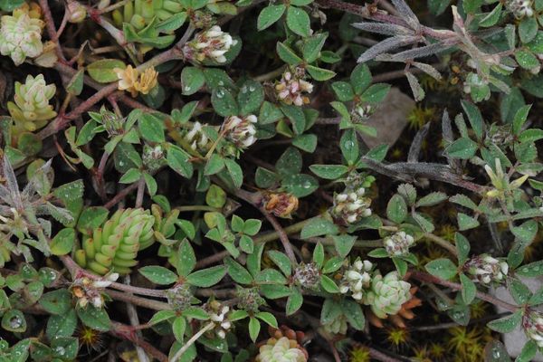 Rough clover