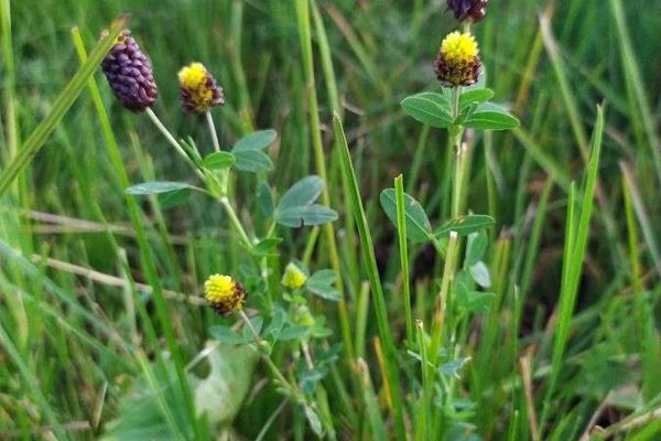 Brown moor clover