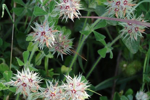 Starry clover