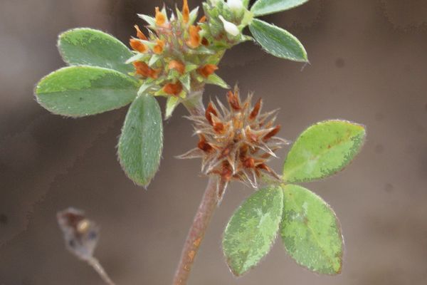 Striate clover