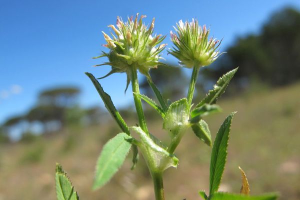 Upright clover