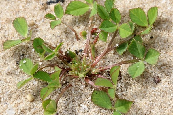 Suffocated clover