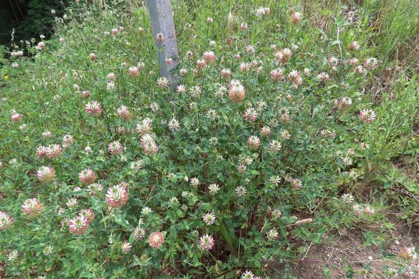 Arrowleaf clover