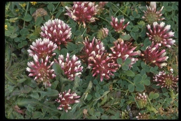 Cow clover