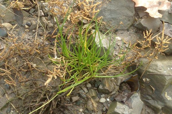 Sea arrow-grass