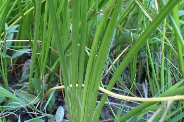 Marsh arrow-grass