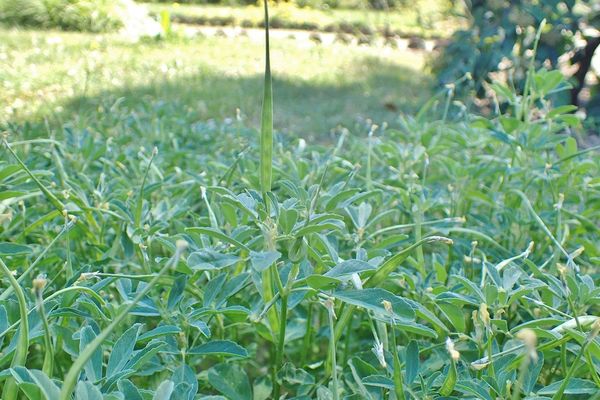 Fenugreek