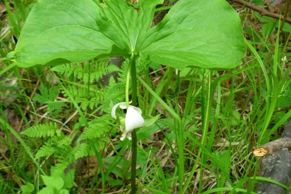 Whip-poor-will flower