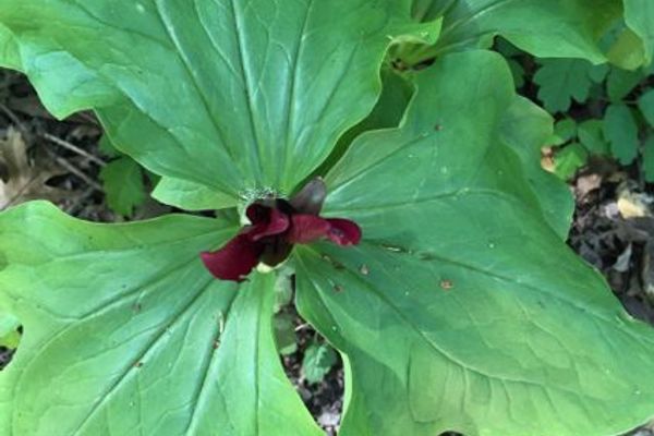 Giant trillium
