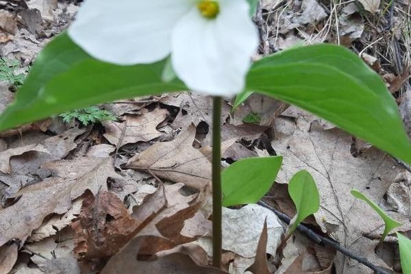 Large white trillium