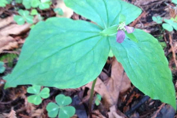 Pacific trillium