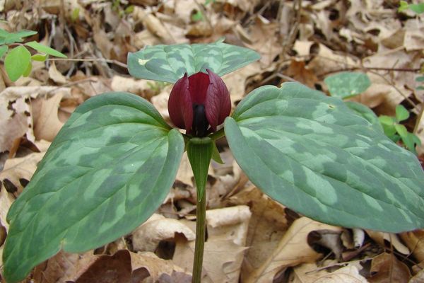 Sessile trillium