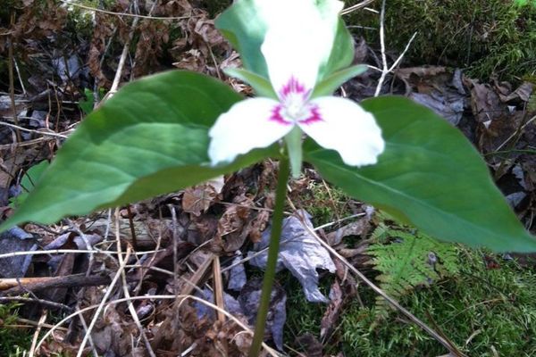 Paint trillium