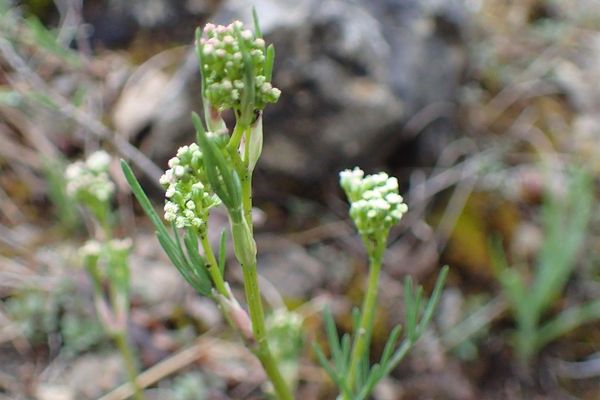 Honewort
