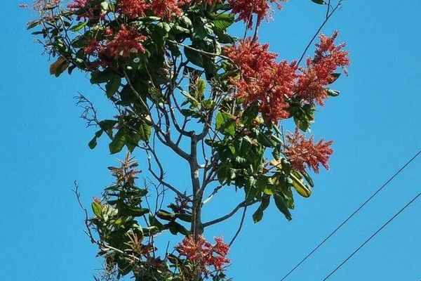 Ant-tree